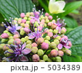 紫陽花のつぼみ 5034389