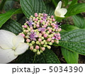 紫陽花 5034390