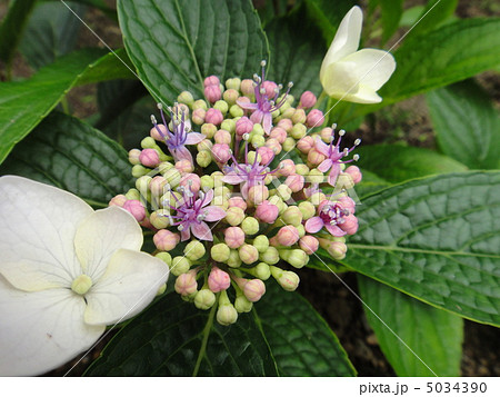 紫陽花 5034390