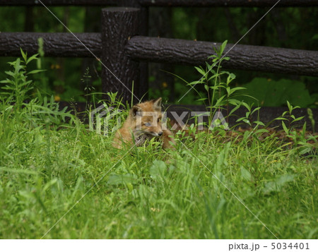 子ぎつね 5034401