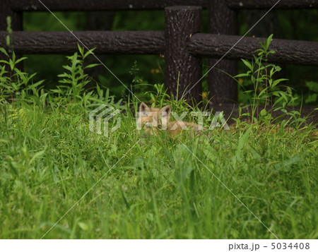 子ぎつね 5034408
