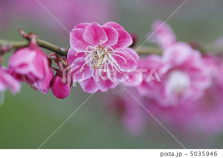 梅の花 梅の花 5035946