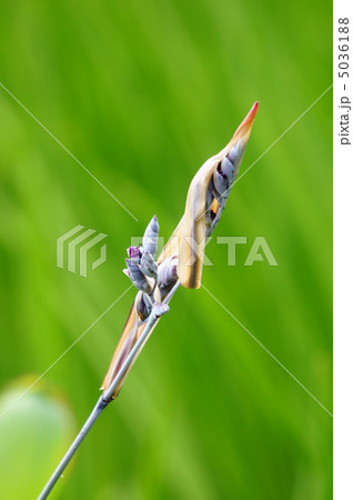水カンナ 夏の花 水カンナ 夏の花 5036188