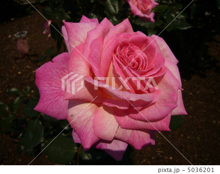 グレースドゥモナコ 5036201