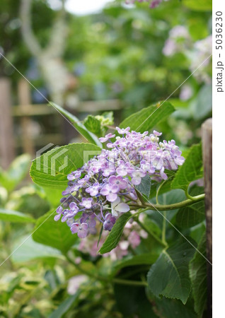 紫陽花 5036230