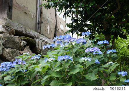 紫陽花 5036231