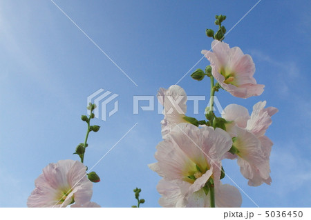 タチアオイ 5036450