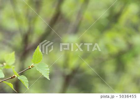 新緑コピースペース　葉左 5036455
