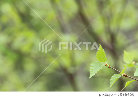新緑コピースペース　葉右 5036456