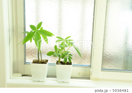 窓辺の観葉植物 5036481
