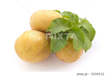 ジャガイモとジャガイモの葉 5036522