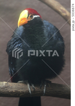 ニシムラサキエボシドリ 5036674