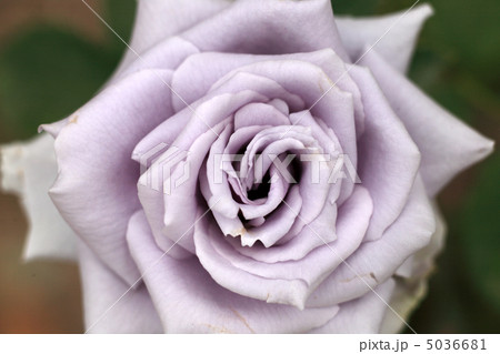 青いバラ　青龍 5036681