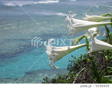 岬のテッポウユリ 5036930