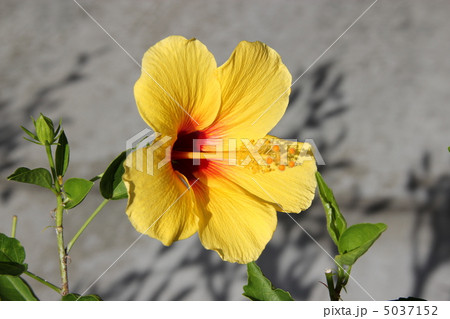 ハイビスカス 5037152
