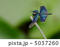 チョウトンボ 5037260