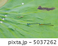 モノサシトンボ 5037262