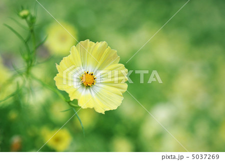 yellow eye 5037269