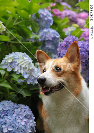 コーギーと紫陽花 コーギーと紫陽花 5037334