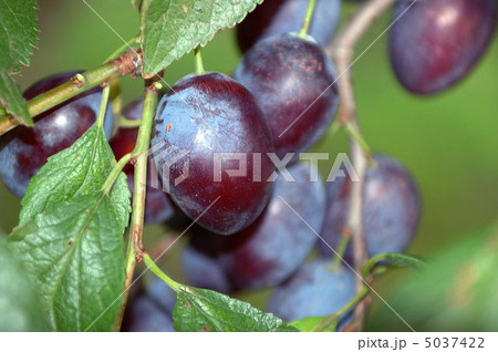 プルーン 5037422