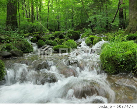 栃木県塩谷町の尚仁沢湧水　新緑（6月） 5037477