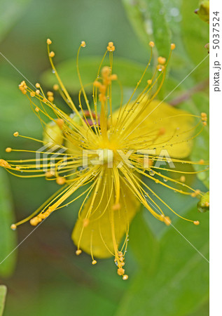 びょうやなぎ 5037524