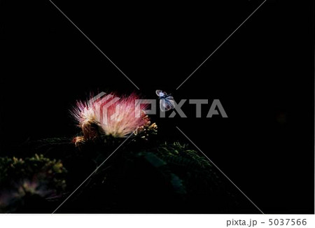 合歓の花 5037566