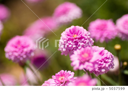 桃色のジニア 5037599