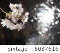 河川敷の桜-2 5037616