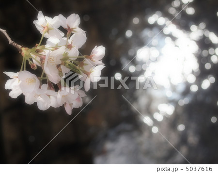 河川敷の桜-2 河川敷の桜-2 5037616
