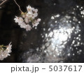河川敷の桜-3 5037617