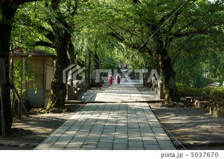 三嶋大社の参道 5037670