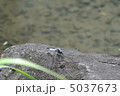 シオカラトンボ 5037673