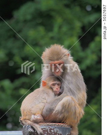 アカゲザル親子 5037697