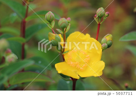 キンシバイの花 5037711