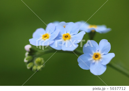 忘れな草 5037712