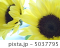 ひまわり達 5037795