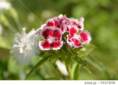 シネラリア シネラリア 5037848