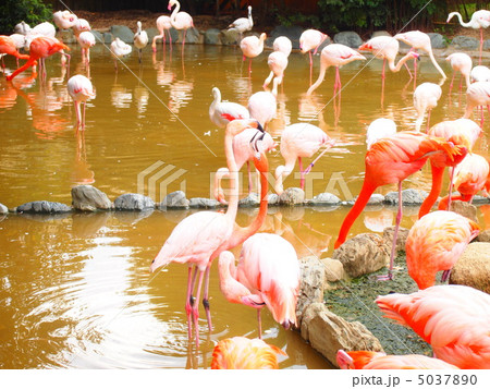 フラミンゴ3 フラミンゴ3 5037890