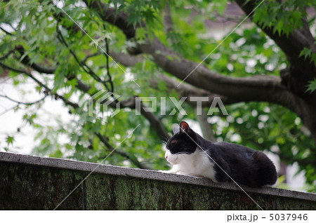 塀の上の猫 5037946