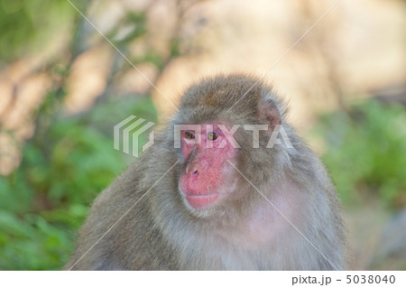 ニホンザル ニホンザル 5038040