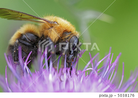 アザミとトラマルハナバチ 5038176