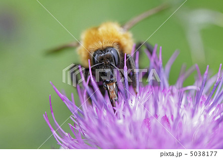 アザミとトラマルハナバチ 5038177