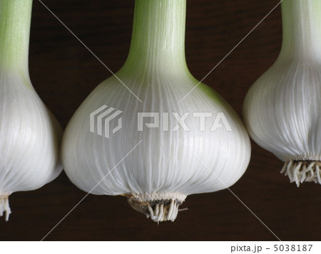 とれたてにんにく（ホワイト六片）０５ 5038187