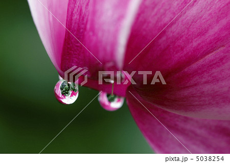 シクラメン シクラメン 5038254