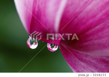 シクラメン シクラメン 5038255