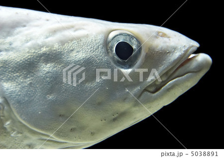 ocean fish ocean fish 5038891