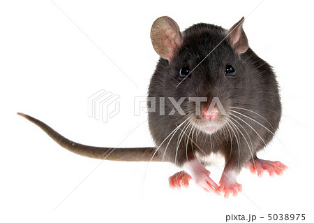 rat 5038975