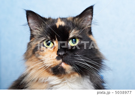 Cat portrait Cat portrait 5038977