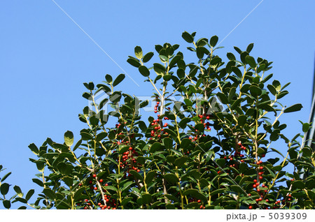 矢羽柊黐 ヤバネヒイラギモチと申します。 矢羽柊黐 ヤバネヒイラギモチと申します。 5039309